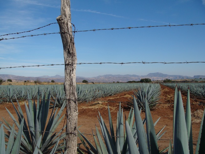 MX Agave Crop